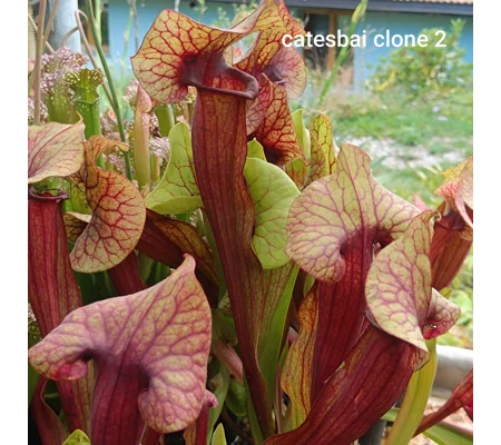 Sarracenia x catesbaei, clone 2