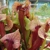 Sarracenia x catesbaei, clone 2