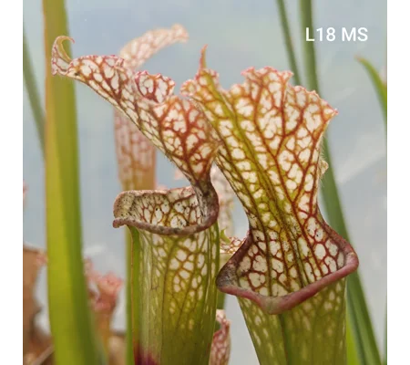Sarracenia leucophylla L18 MS