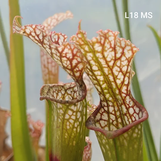 Sarracenia leucophylla L18 MS