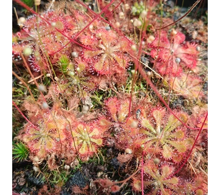 Drosera x tokaiensis, 30 seeds