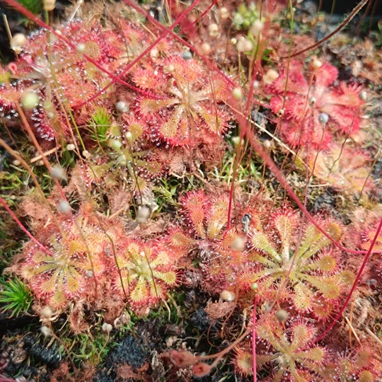 Drosera x tokaiensis, 30 seeds