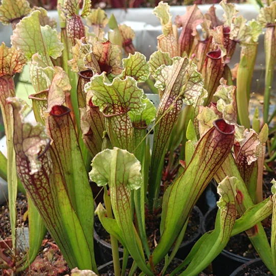 Sarracenia x michelliana