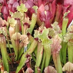 Sarracenia x michelliana