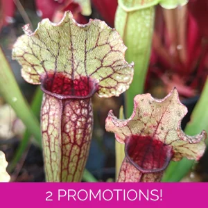 Sarracenia x michelliana