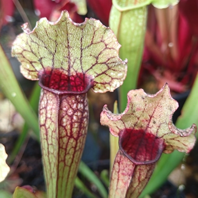 Sarracenia x michelliana