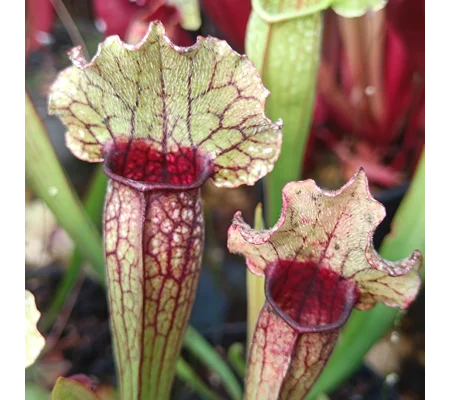 Sarracenia x michelliana