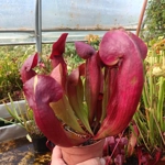Sarracenia x swaniana 'BARBAPAPA'