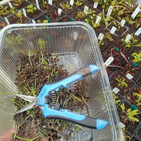 Dionaea muscipula, open pollinated seeds