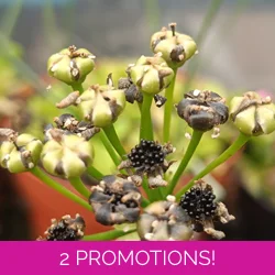 Dionaea muscipula, open pollinated seeds