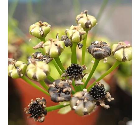 Dionaea muscipula, open pollinated seeds