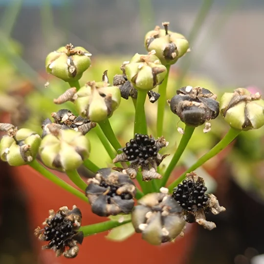 Dionaea muscipula, open pollinated seeds