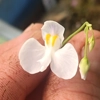 Utricularia nephrophylla x geminiloba