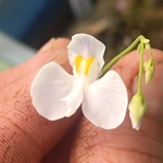 Utricularia nephrophylla x geminiloba