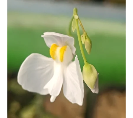 Utricularia nephrophylla x geminiloba