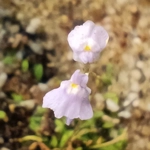 Utricularia sp. Hermanus