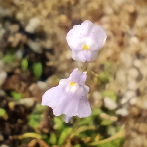 Utricularia sp. Hermanus