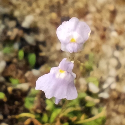 Utricularia sp. Hermanus