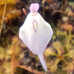 Utricularia pubescens