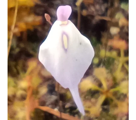 Utricularia pubescens