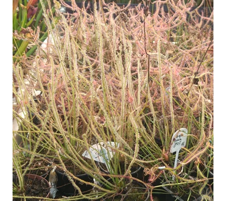 Drosera x californica, 30 seeds