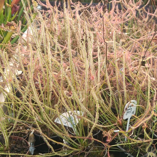 Drosera x californica, 30 seeds