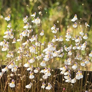 Utricularia parthenopipes