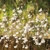 Utricularia parthenopipes Utricularia parthenopipes