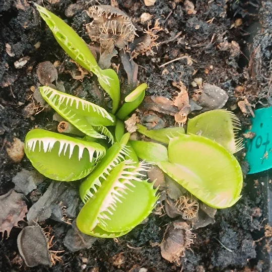 Dionaea muscipula, open pollinated seeds