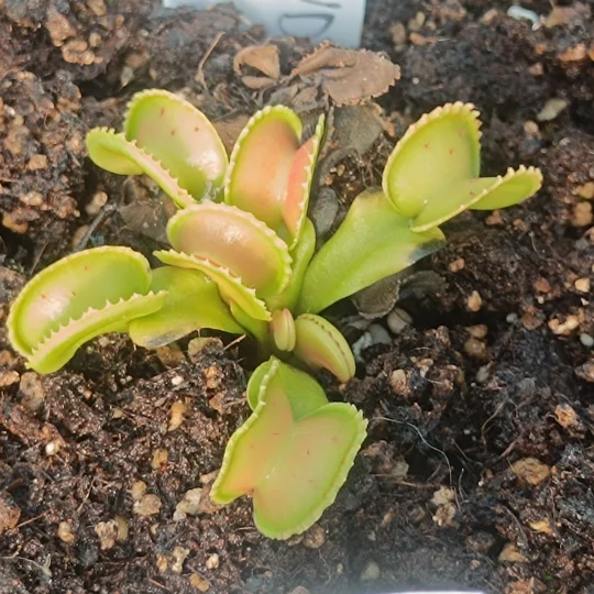 Dionaea muscipula, open pollinated seeds