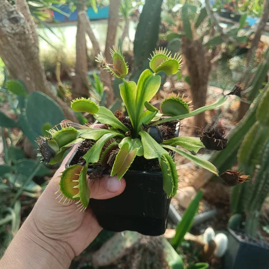 Dionaea muscipula, open pollinated seeds
