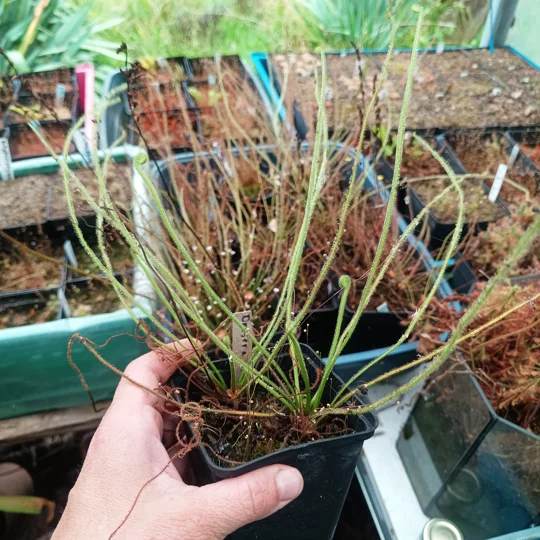 Drosera tracyi