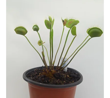 SPIDER Dionaea muscipula
