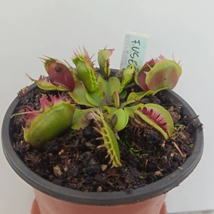 FUSED TEETH Dionaea muscipula