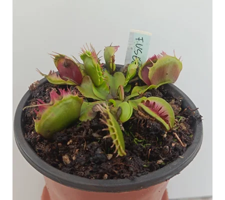 FUSED TEETH Dionaea muscipula
