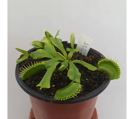 ALL GREEN Dionaea muscipula