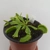 ALL GREEN Dionaea muscipula