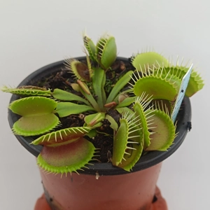 TYPICAL Dionaea muscipula