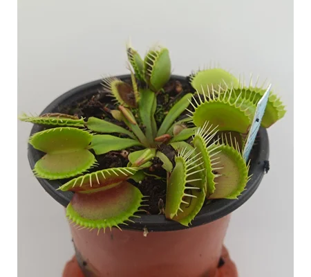TYPICAL Dionaea muscipula