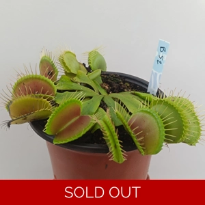 B52 Dionaea muscipula