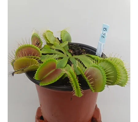 B52 Dionaea muscipula