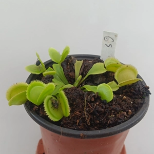 GREEN SAWTOOTH Dionaea musci..