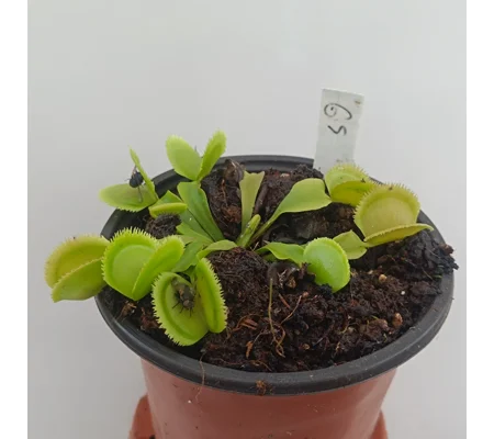 GREEN SAWTOOTH Dionaea muscipula