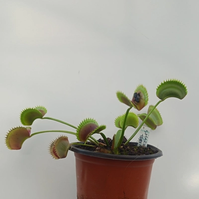 SHARK TOOTH Dionaea muscipula