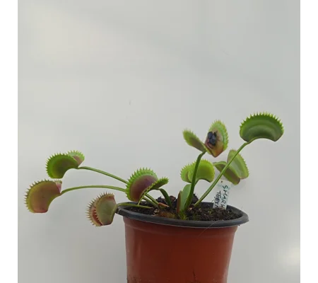 SHARK TOOTH Dionaea muscipula