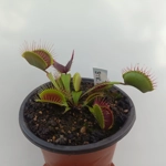 BIG TEETH RED GIANT Dionea muscipula BIG TEETH RED GIANT Dionea muscipula