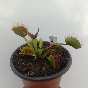 BIG TEETH RED GIANT Dionea m..