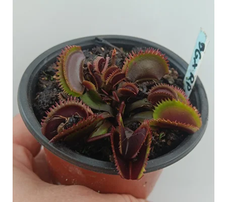BOHEMAN GARNET x RED PIRANHA Dionaea muscipula