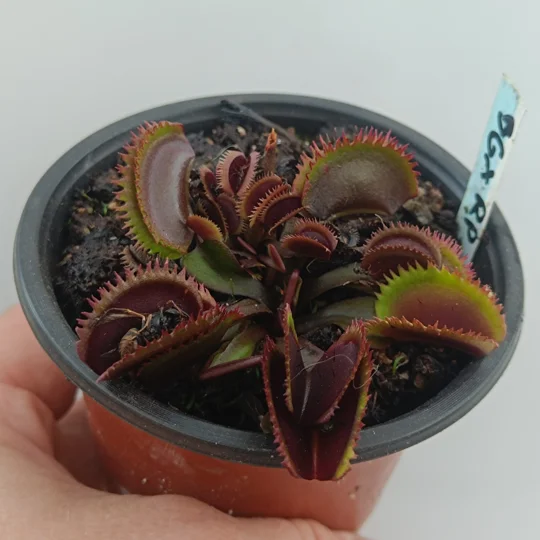 BOHEMAN GARNET x RED PIRANHA Dionaea muscipula