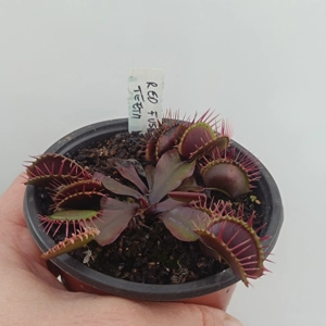 ALL RED FUSED TOOTH Dionaea ..